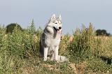 SIBERIAN HUSKY 017